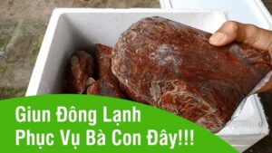 giun dong lanh