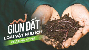 loi-ich-giun-dat