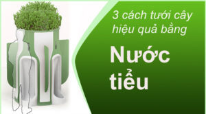 tưới cây bằng nước tiểu